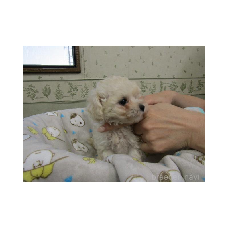 販売中の静岡県のティーカッププードル-439547の3枚目