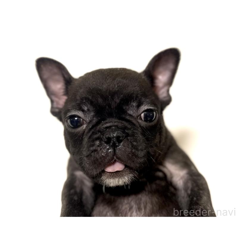 販売中の福岡県のフレンチブルドッグ-436737
