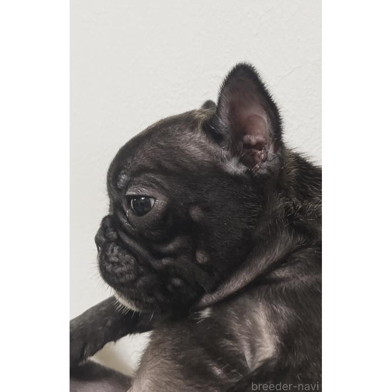 販売中の福岡県のフレンチブルドッグ-436737の4枚目