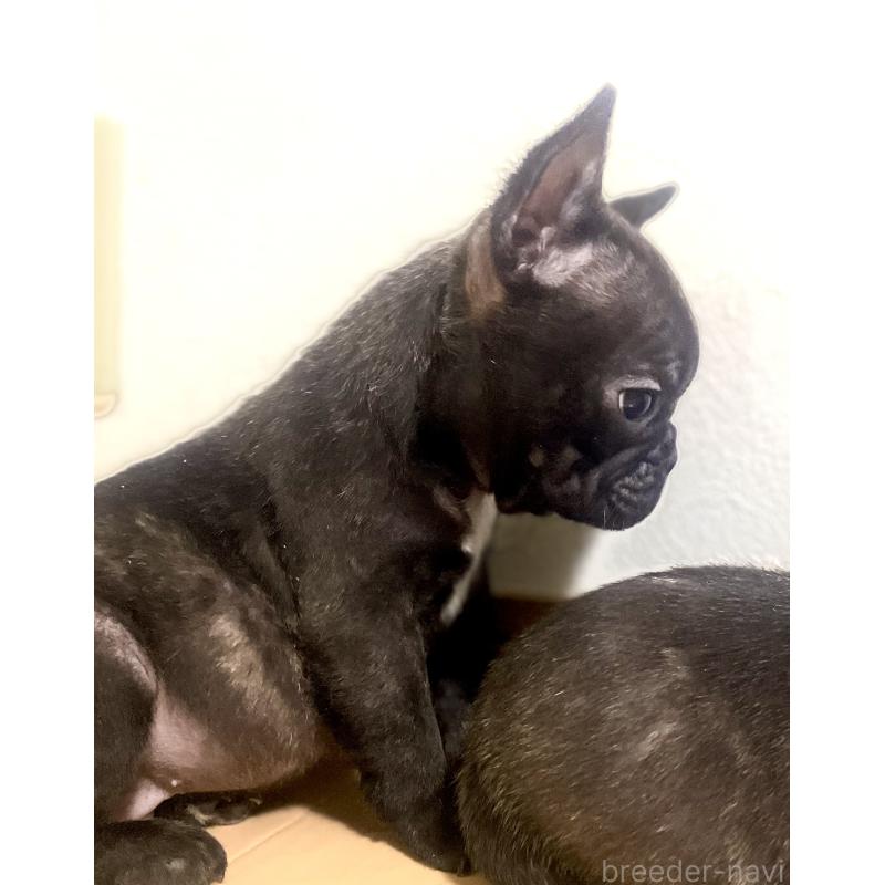 販売中の福岡県のフレンチブルドッグ-436737の3枚目