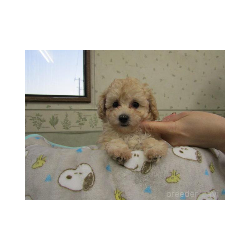 販売中の静岡県のタイニープードル-439549の5枚目