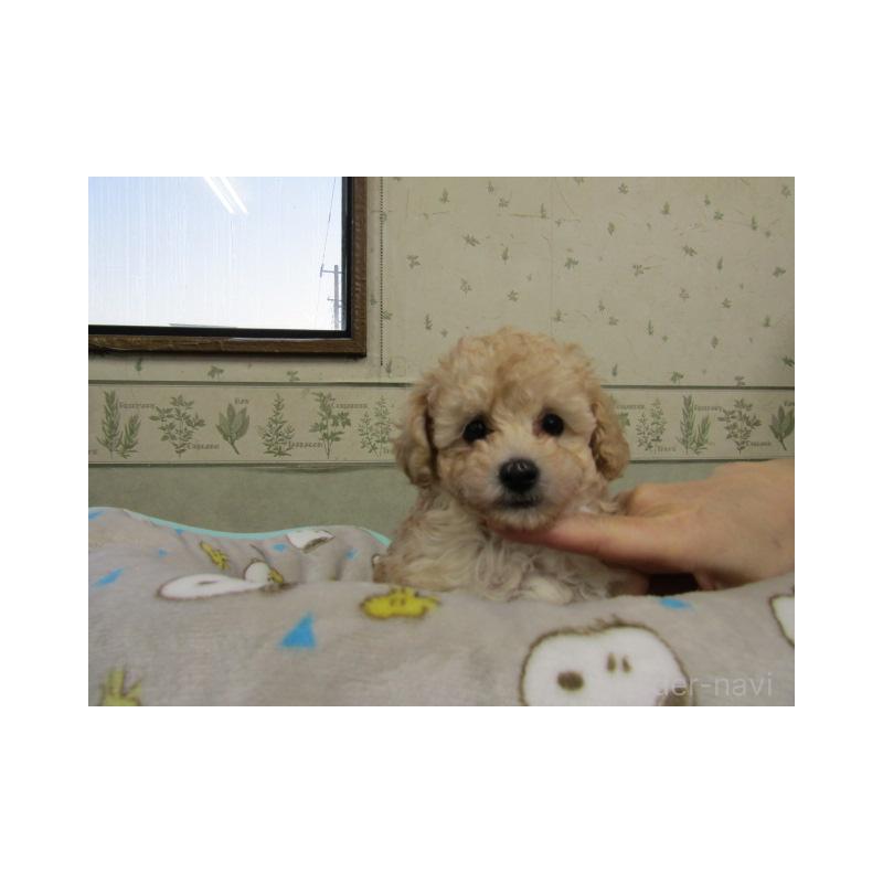 販売中の静岡県のタイニープードル-439549の4枚目