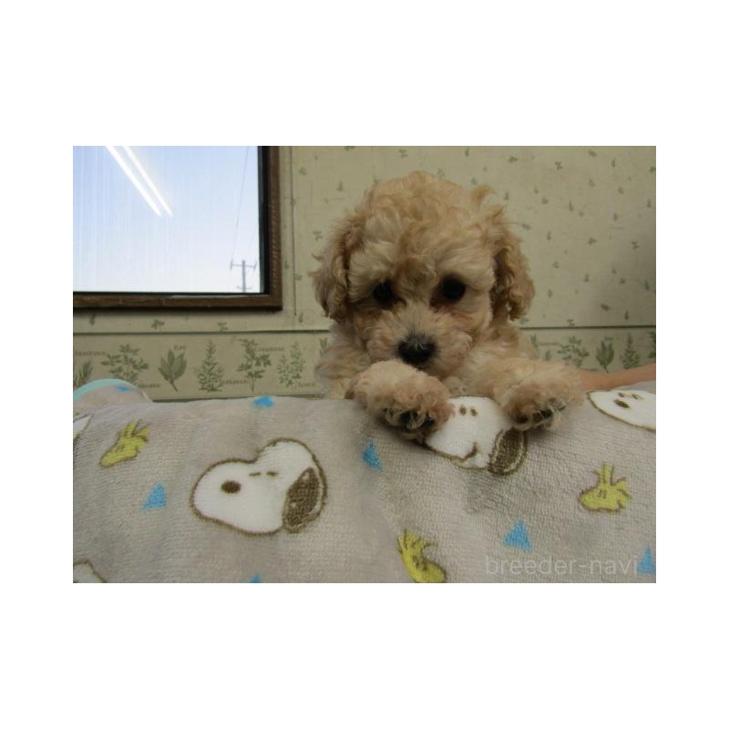 販売中の静岡県のタイニープードル-439549の2枚目