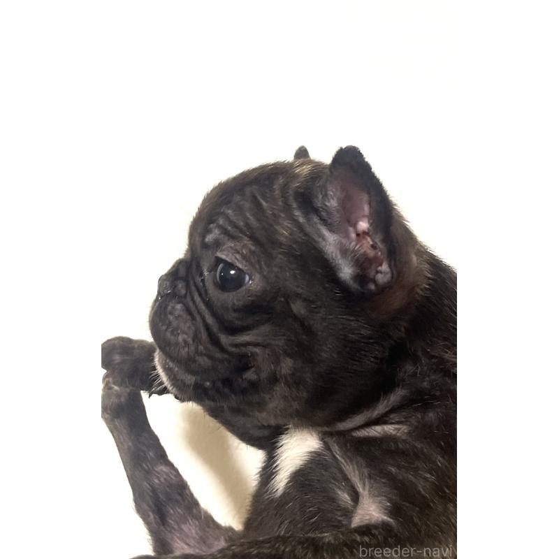 販売中の福岡県のフレンチブルドッグ-439548の2枚目