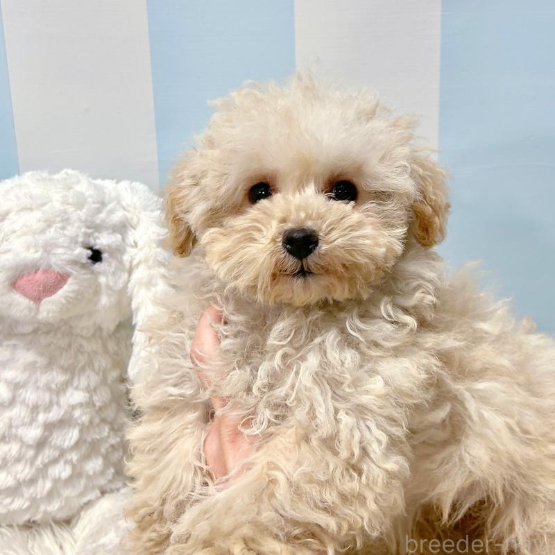 販売中の栃木県のマルプー:マルチーズ×トイプードル-434009の5枚目