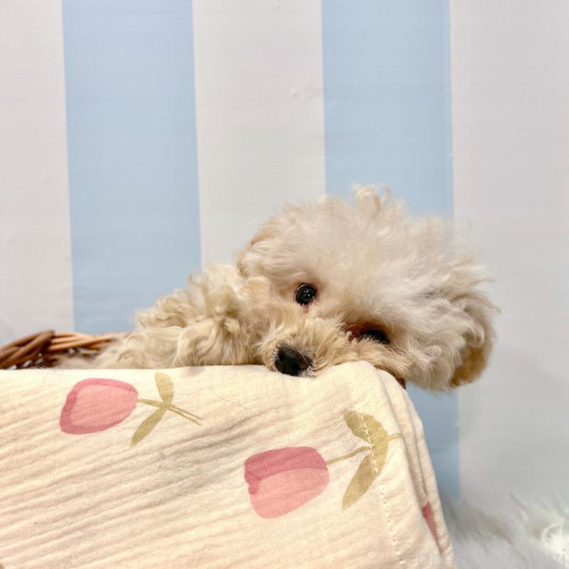 販売中の栃木県のマルプー:マルチーズ×トイプードル-434009の3枚目