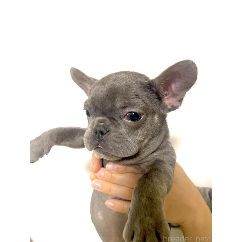 販売中の福岡県のフレンチブルドッグ-431112の5枚目