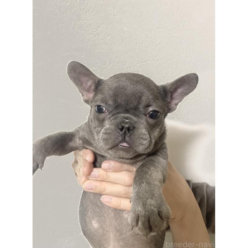 販売中の福岡県のフレンチブルドッグ-431112の3枚目