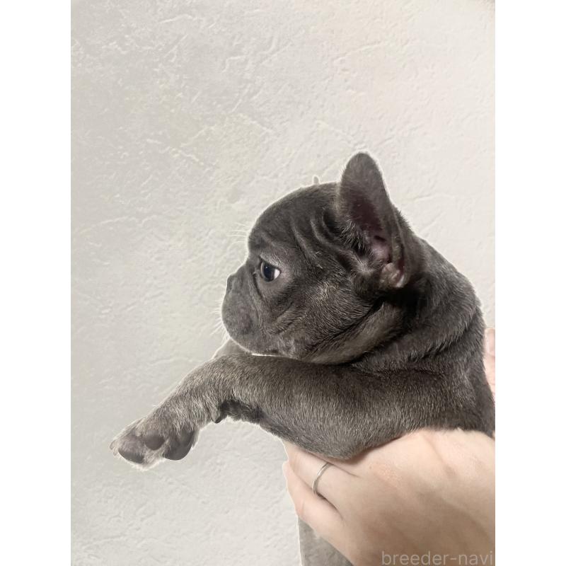 販売中の福岡県のフレンチブルドッグ-431112の2枚目