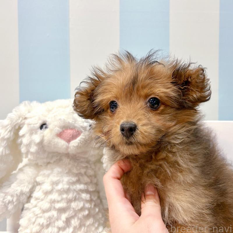 販売中の栃木県のポメプー:ポメラニアン×トイプードル-433997の3枚目