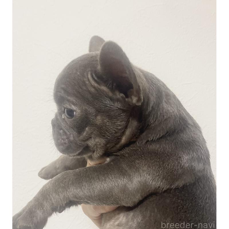 販売中の福岡県のフレンチブルドッグ-431111の2枚目