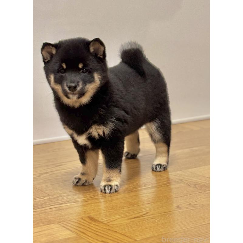 販売中の和歌山県の豆柴-432412の13枚目