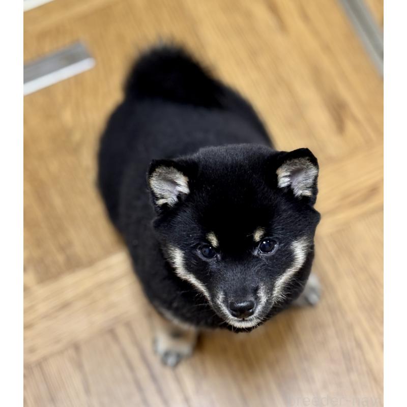 販売中の和歌山県の豆柴-432412の12枚目