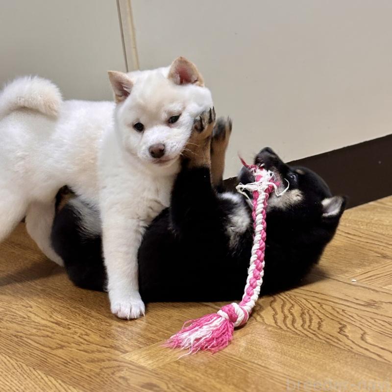 販売中の和歌山県の豆柴-432412の11枚目