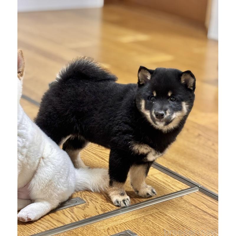 販売中の和歌山県の豆柴-432412の10枚目