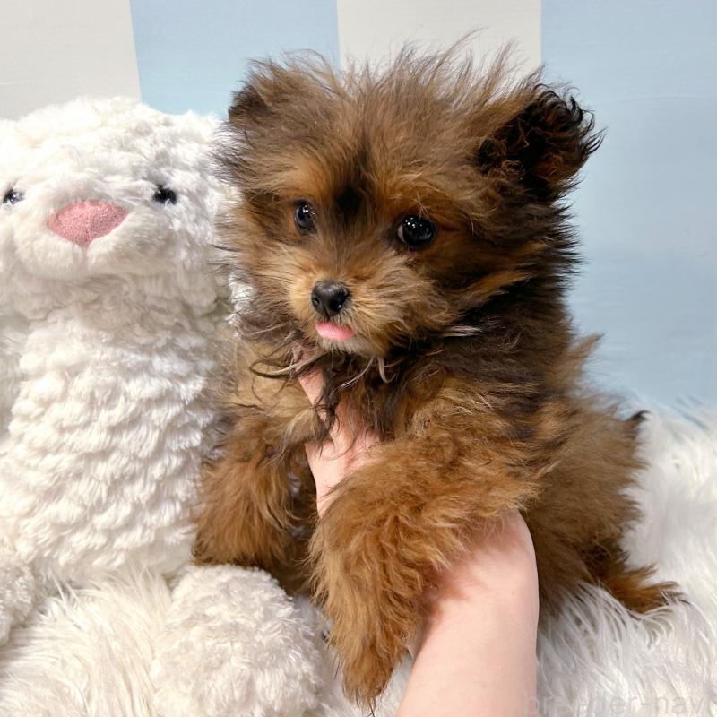 成約済の栃木県のポメプー:ポメラニアン×トイプードル-433994の6枚目