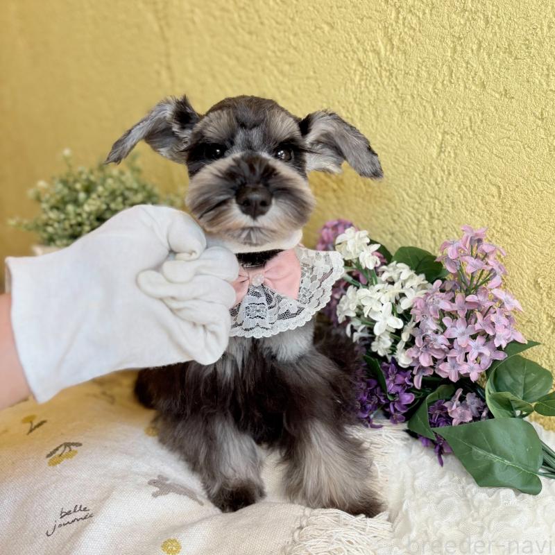 販売中の茨城県のミニチュアシュナウザー-418749の8枚目