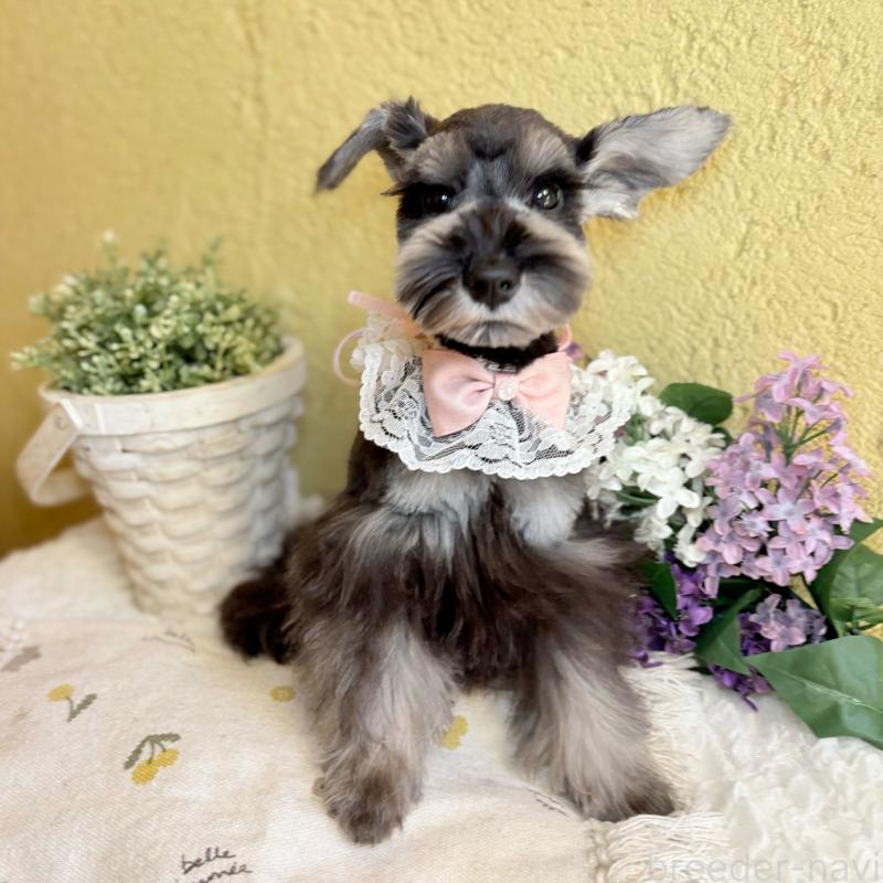 販売中の茨城県のミニチュアシュナウザー-418749の1枚目