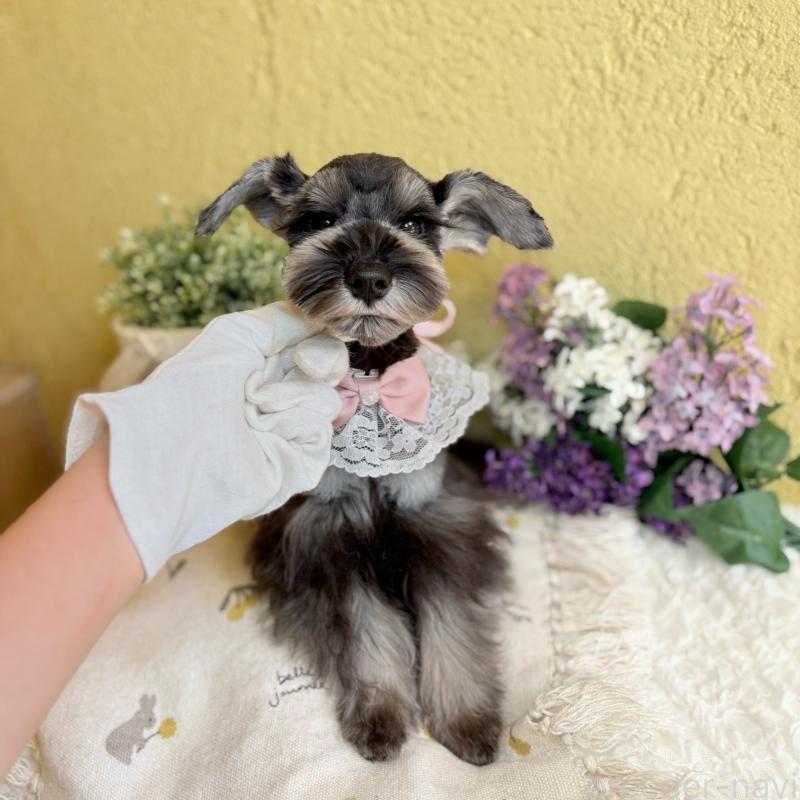 販売中の茨城県のミニチュアシュナウザー-418749の6枚目