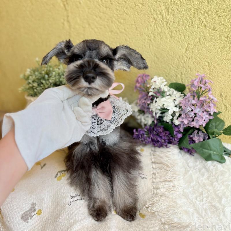 販売中の茨城県のミニチュアシュナウザー-418749の5枚目