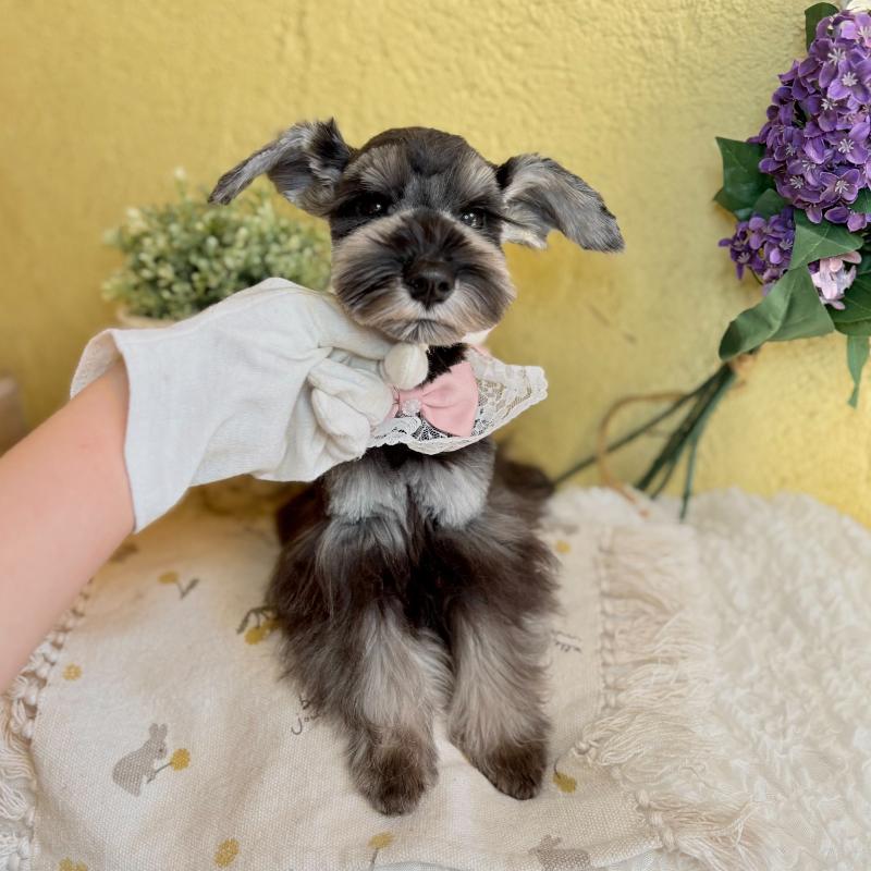 販売中の茨城県のミニチュアシュナウザー-418749の4枚目