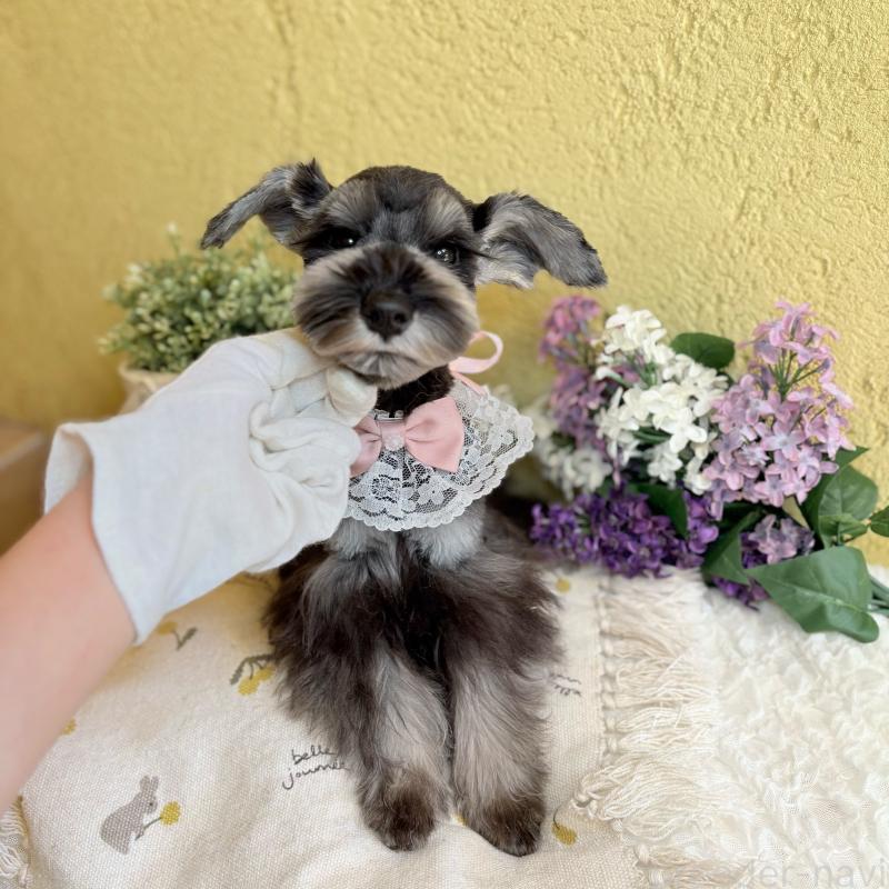 販売中の茨城県のミニチュアシュナウザー-418749の3枚目