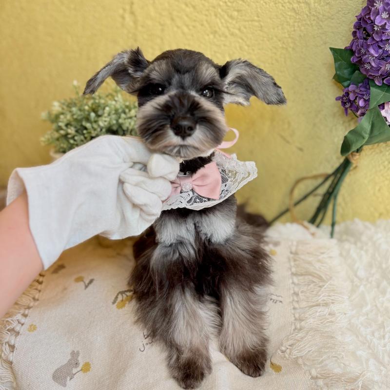 販売中の茨城県のミニチュアシュナウザー-418749の2枚目