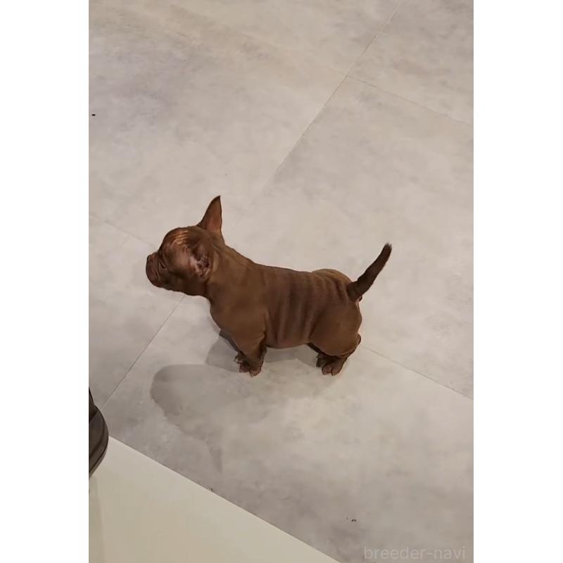 販売中の兵庫県のエキゾチックブリー-439551の2枚目