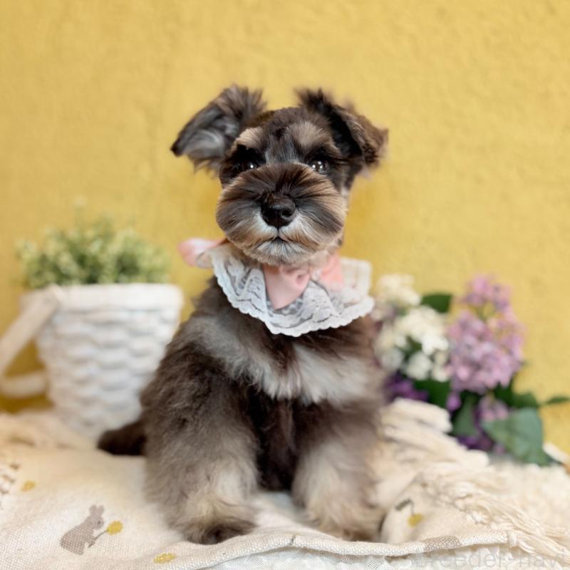 販売中の茨城県のミニチュアシュナウザー-430764の1枚目