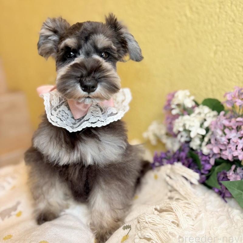 販売中の茨城県のミニチュアシュナウザー-430764の8枚目