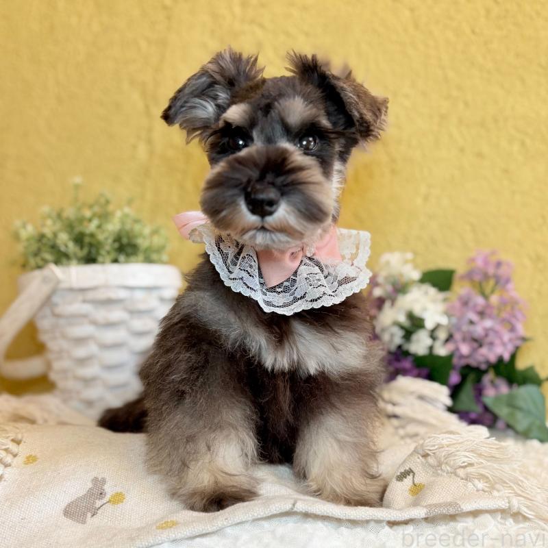 販売中の茨城県のミニチュアシュナウザー-430764の7枚目