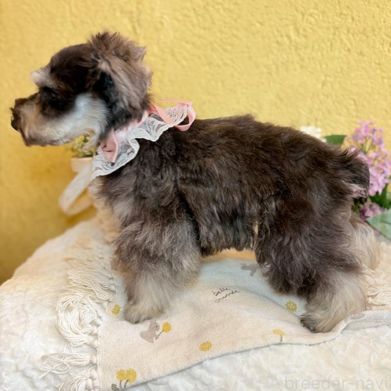 販売中の茨城県のミニチュアシュナウザー-430764の6枚目