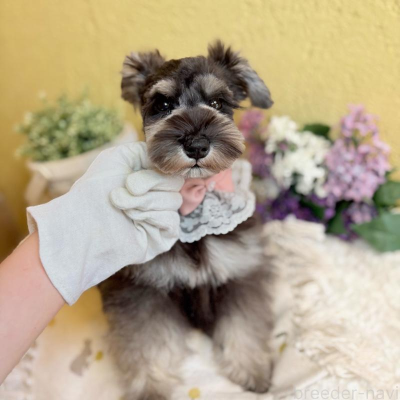 販売中の茨城県のミニチュアシュナウザー-430764の5枚目