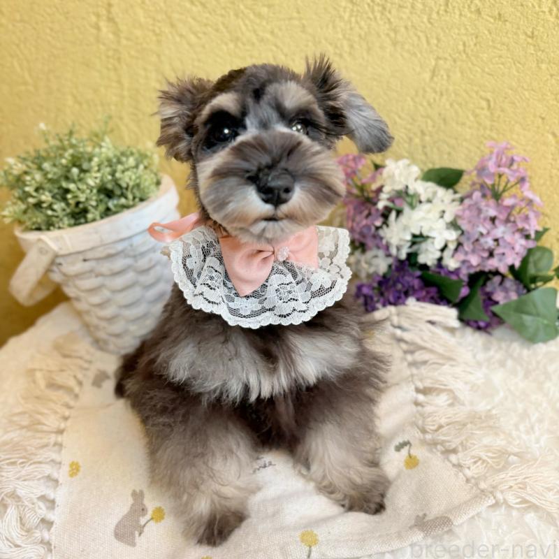 販売中の茨城県のミニチュアシュナウザー-430764の4枚目