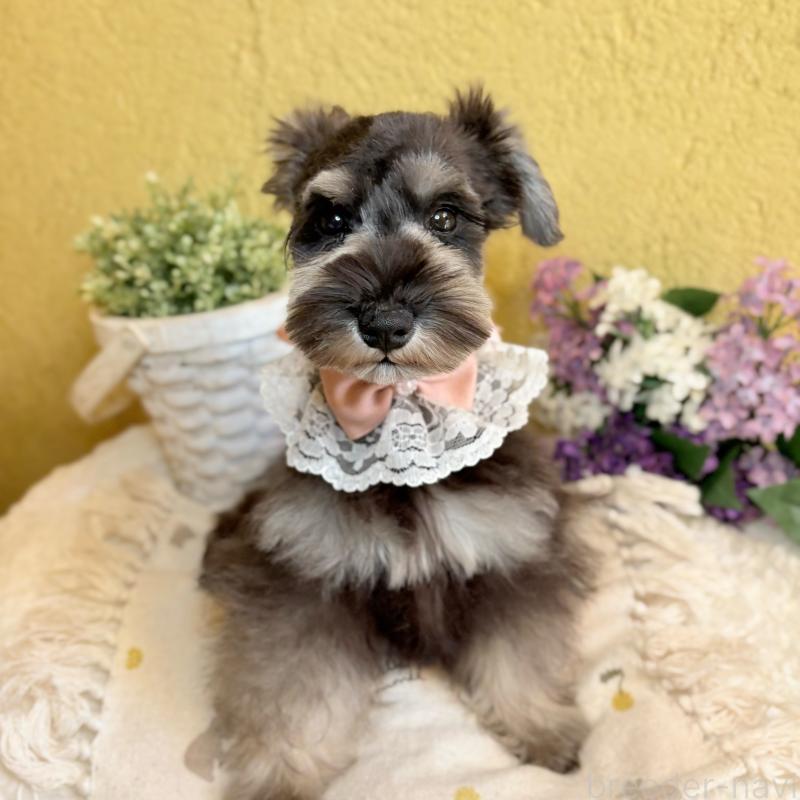 販売中の茨城県のミニチュアシュナウザー-430764の3枚目