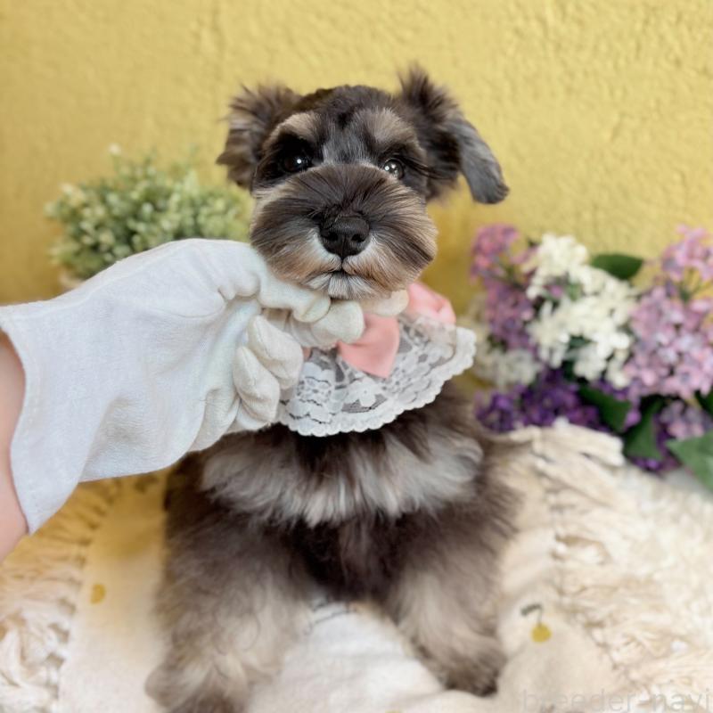 販売中の茨城県のミニチュアシュナウザー-430764の2枚目