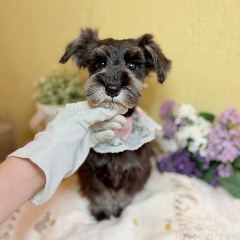 成約済の茨城県のミニチュアシュナウザー-418748