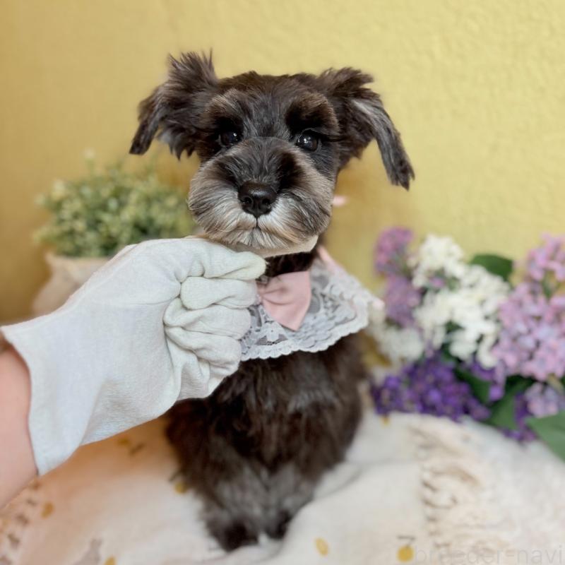 成約済の茨城県のミニチュアシュナウザー-418748の10枚目