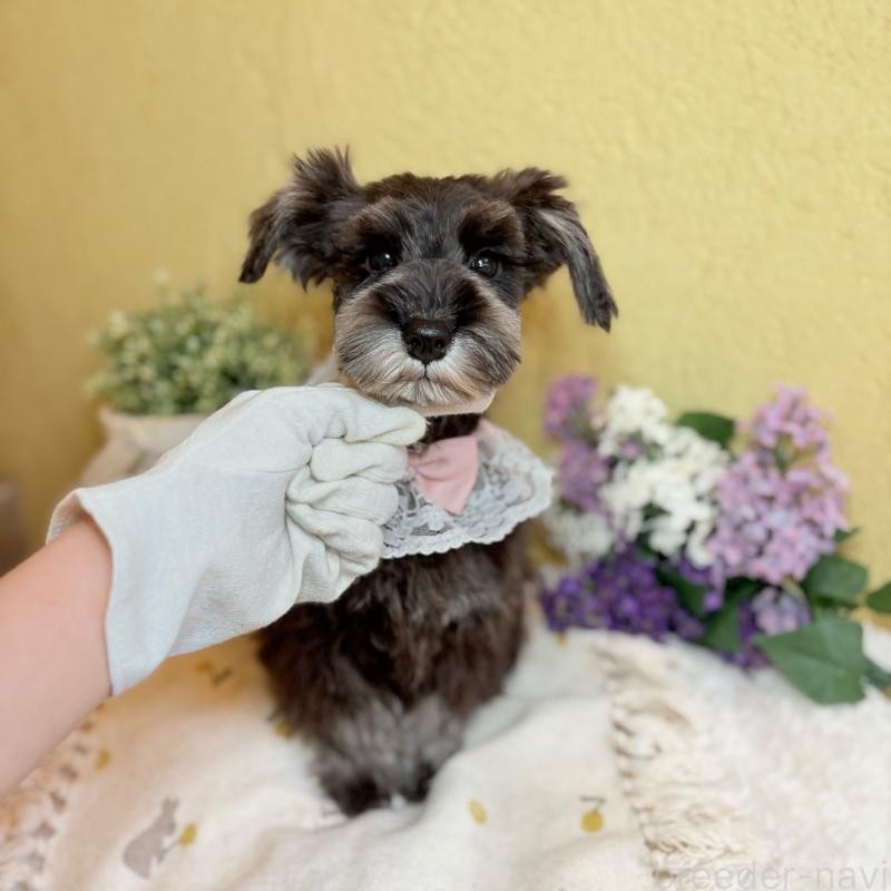 成約済の茨城県のミニチュアシュナウザー-418748の9枚目