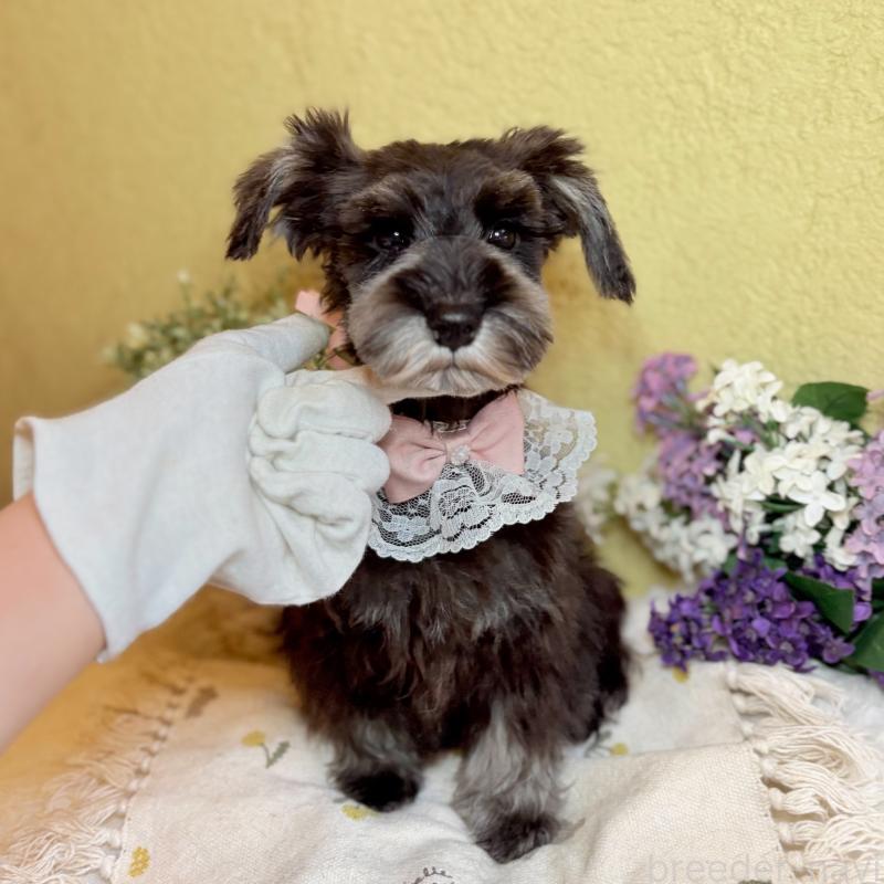 成約済の茨城県のミニチュアシュナウザー-418748の7枚目