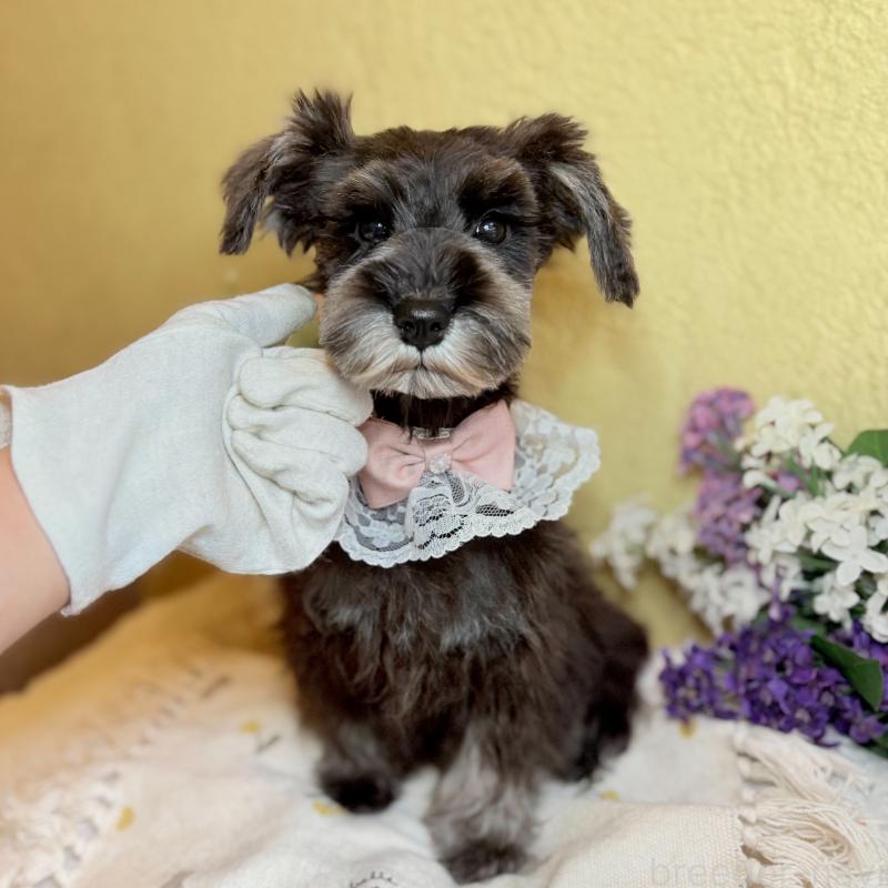 成約済の茨城県のミニチュアシュナウザー-418748の6枚目