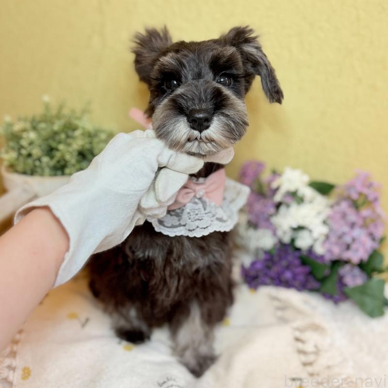 成約済の茨城県のミニチュアシュナウザー-418748の5枚目