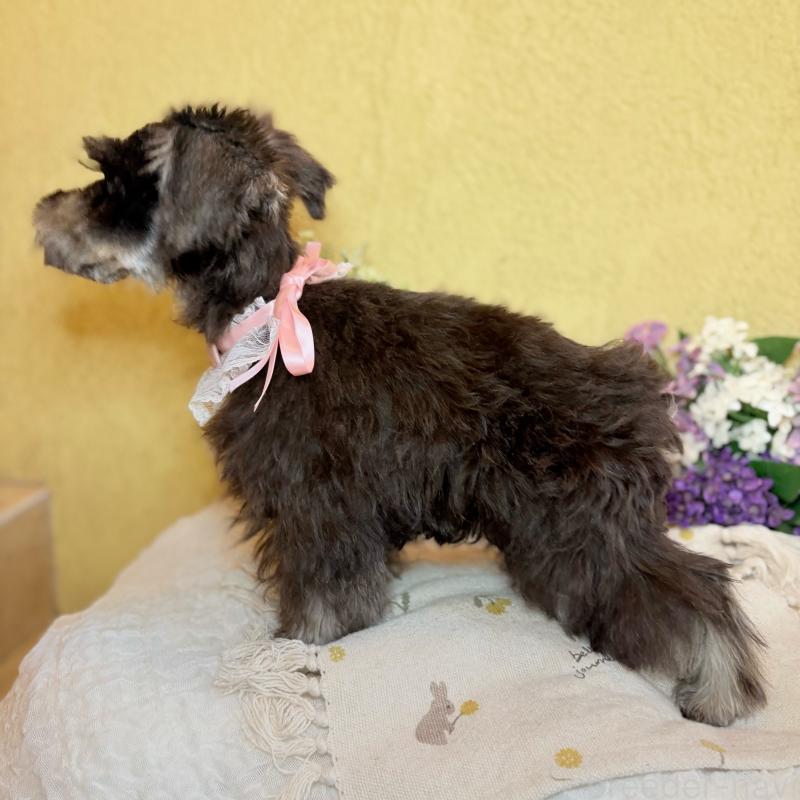 成約済の茨城県のミニチュアシュナウザー-418748の4枚目