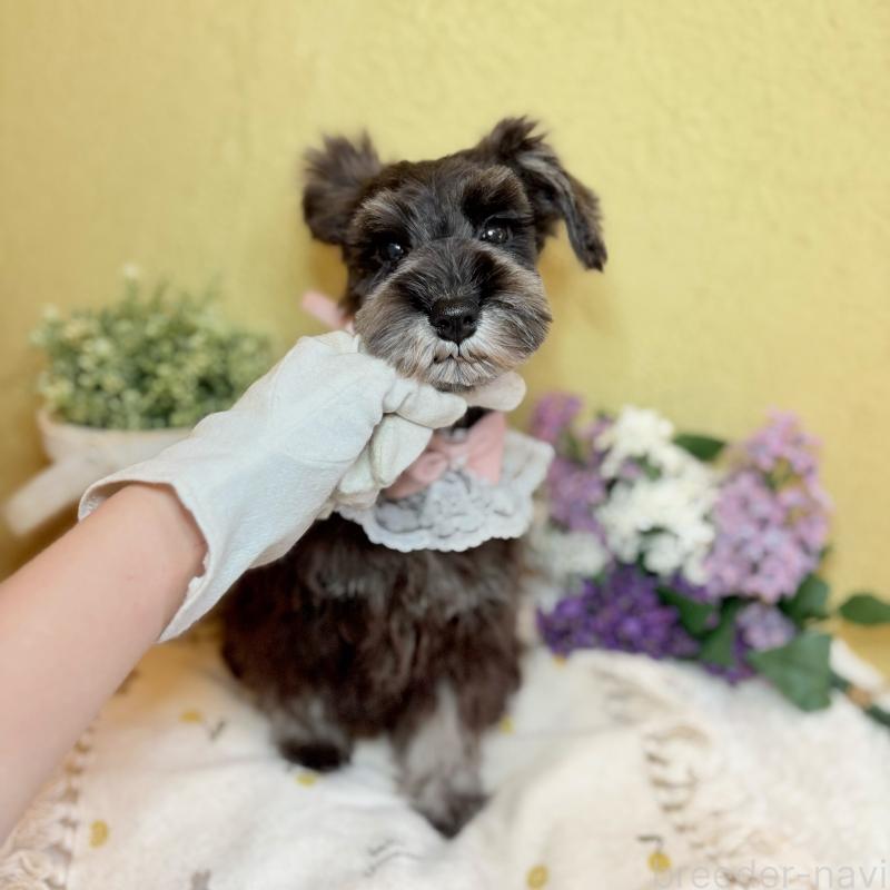 成約済の茨城県のミニチュアシュナウザー-418748の3枚目