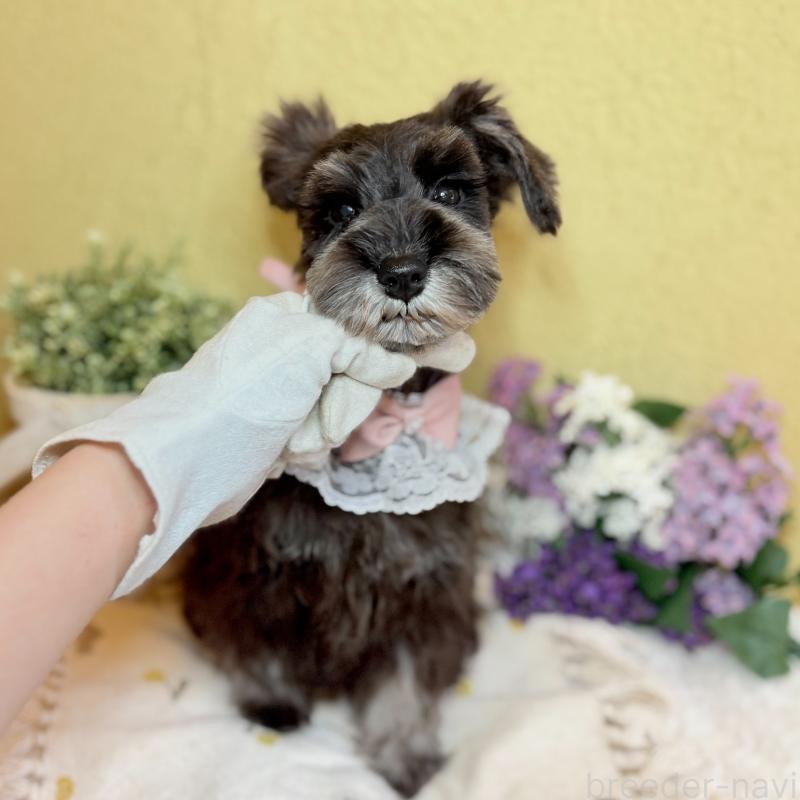 成約済の茨城県のミニチュアシュナウザー-418748の2枚目