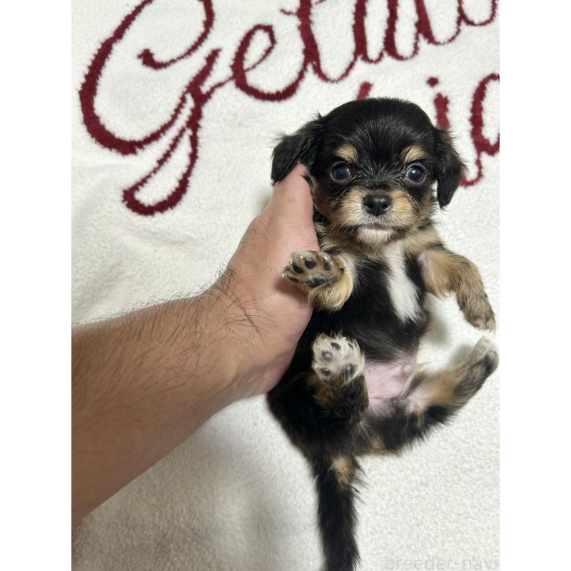 販売中の埼玉県のチワックス:チワワ×ミニチュアダックスフンド-439552の1枚目