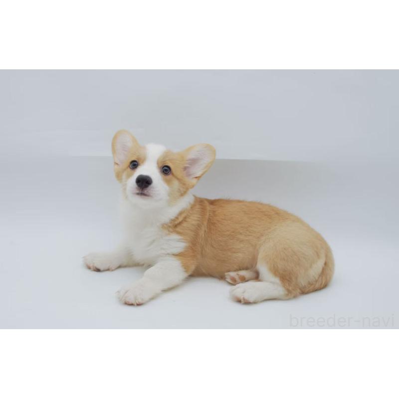 販売中の千葉県のウェルシュコーギーペンブローク-430516の2枚目