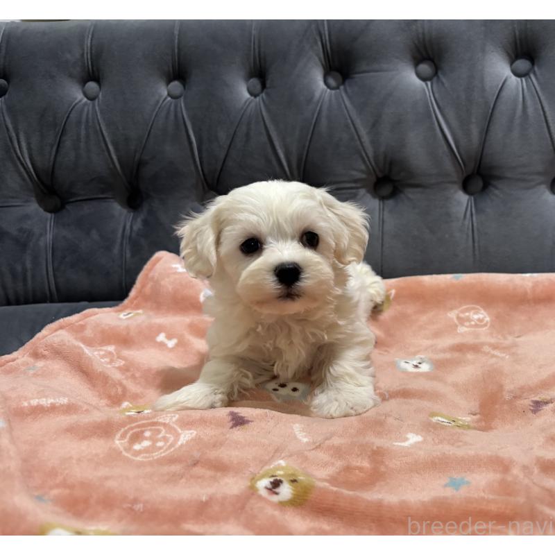 成約済の鹿児島県のミックス犬-434286の10枚目