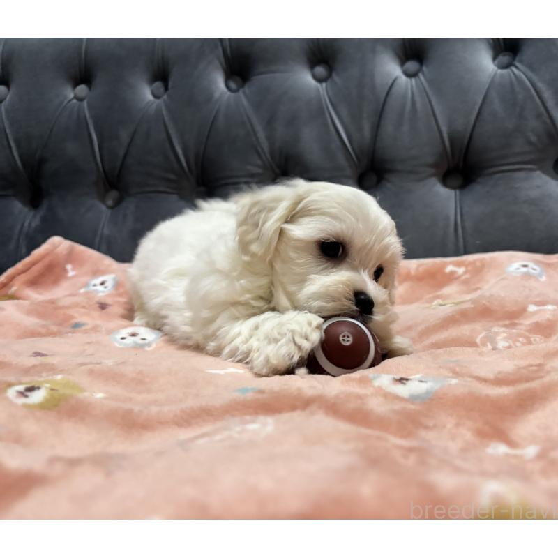 成約済の鹿児島県のミックス犬-434286の9枚目