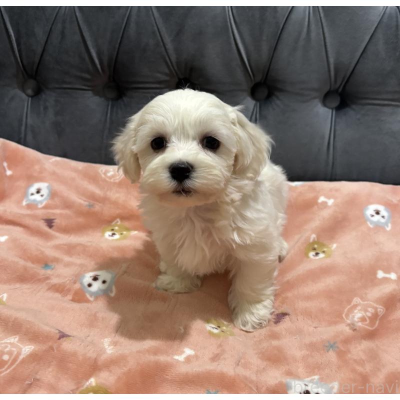 成約済の鹿児島県のミックス犬-434286の8枚目